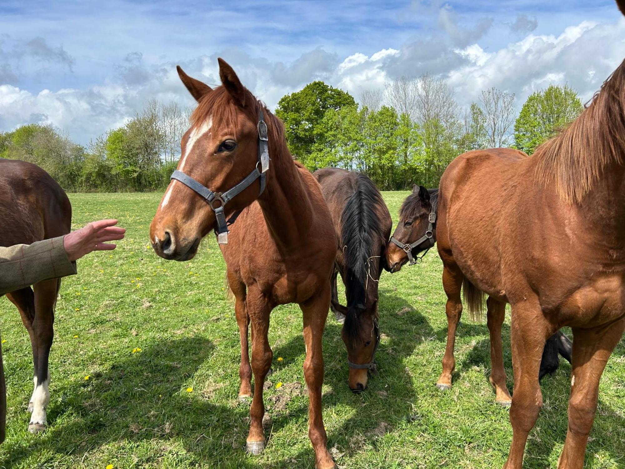 La Longere Du Haras Apartman Manerbe Kültér fotó
